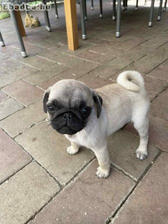 Mopsz kiskutyák gazdit keresnek!