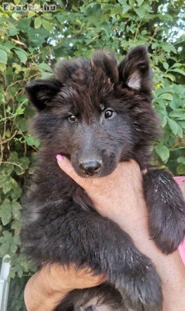 Belga júhász  Groenendael