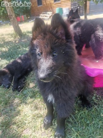 Belga júhász  Groenendael