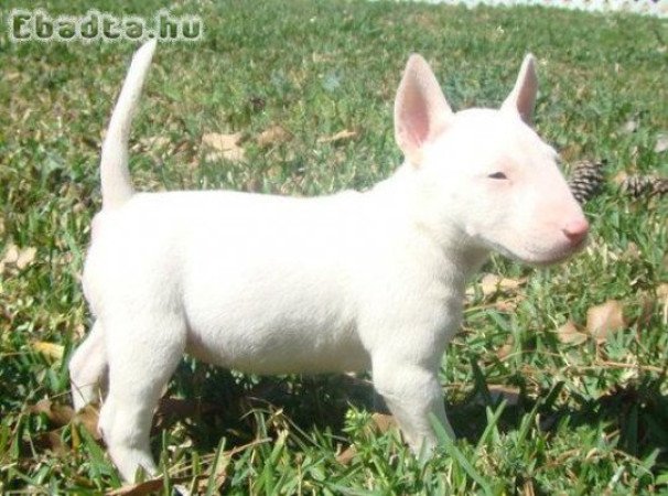 Bullterrier kölykök