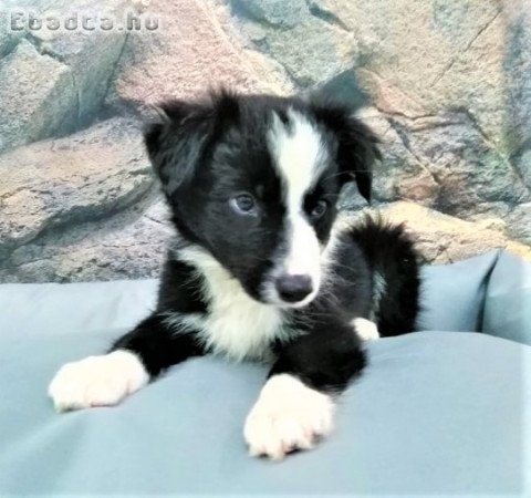 Border collie kölykök