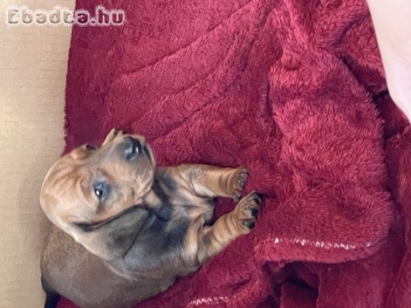 Fajtiszta tacskó(bébik) eladók