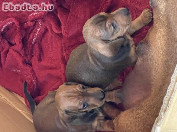 Fajtiszta tacskó(bébik) eladók