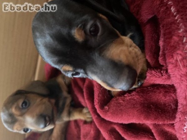 Fajtiszta tacskó(bébik) eladók