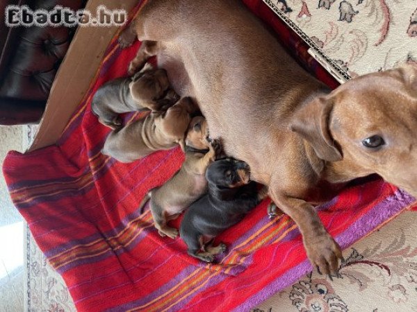 Fajtiszta tacskó(bébik) eladók