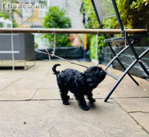 Affenpinscher Puppies