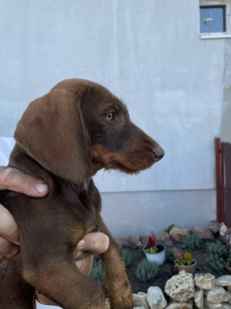 Szálkásszőrű tacskó