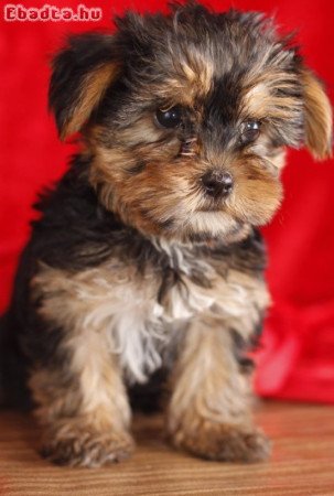 Yorkshire terrier kölykök