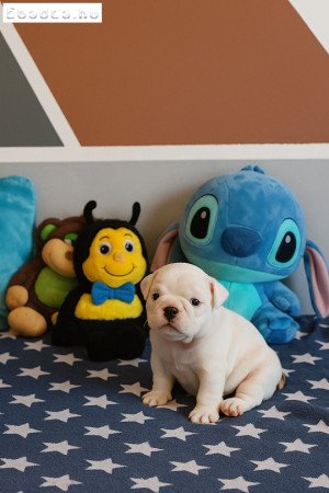 Angol Bulldog kiskutya