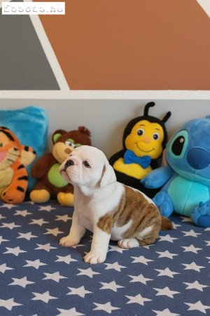 Angol Bulldog kiskutya
