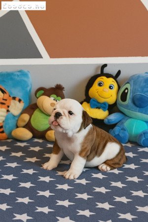 Angol Bulldog kiskutya