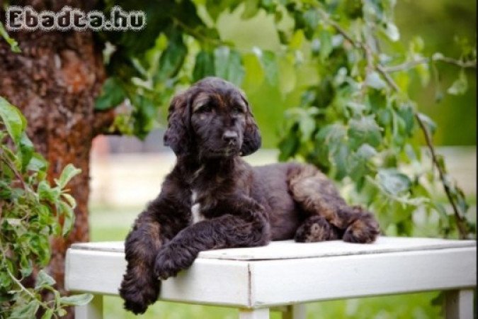 Afghan Hound Puppies