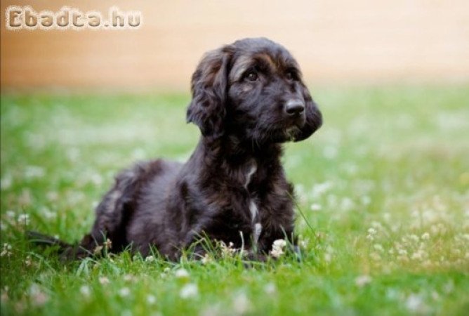 Afghan Hound Puppies