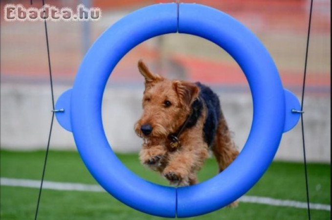 Airedale Terrier Puppies