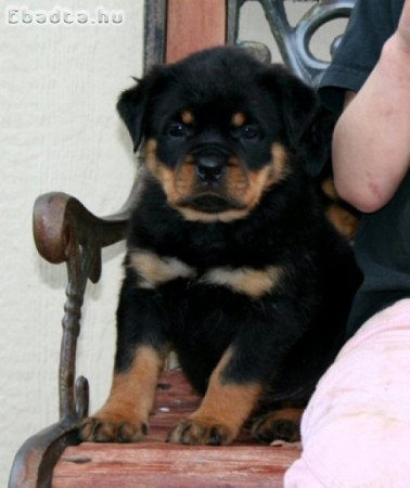 Rottweiler kölykök