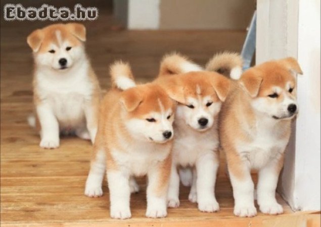 Akita Puppies