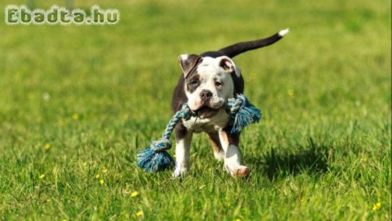 Alapaha Blue Blood Bulldog Puppies