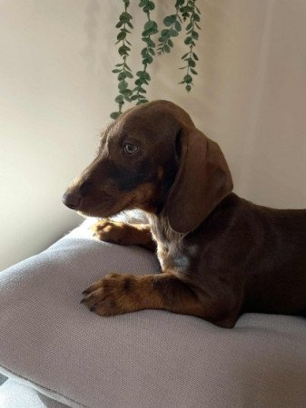 Szálkásszőrű tacskó