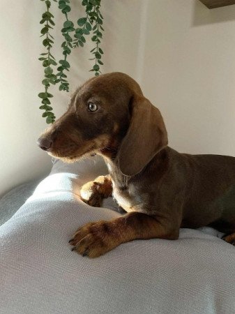 Szálkásszőrű tacskó