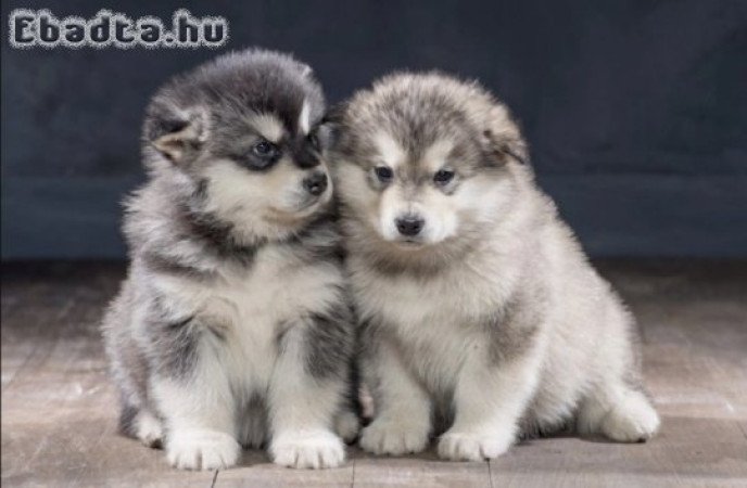 Alakan Malamute Puppies