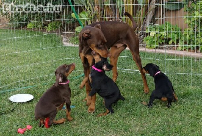 Doberman kölykök