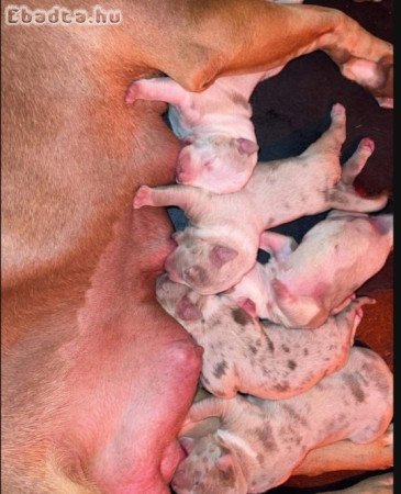 American Bulldog Puppies