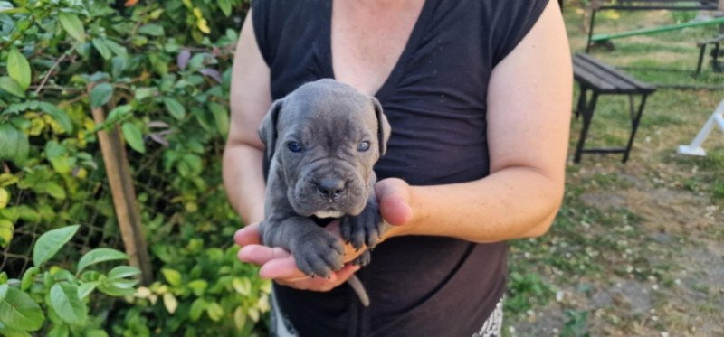 Cane corso