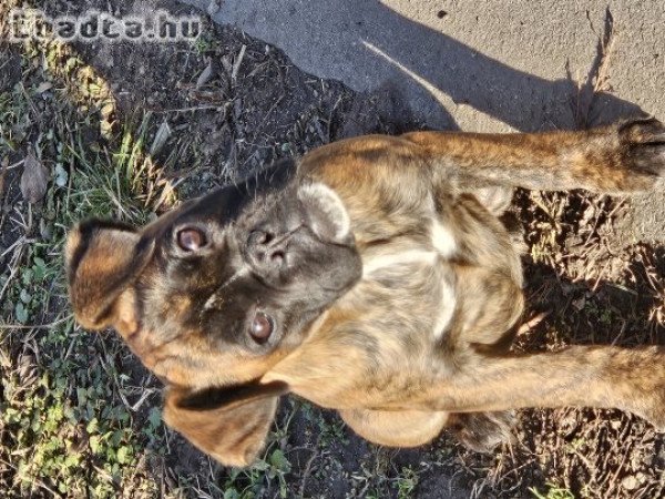 Boxer kutyusok gazdisodnának