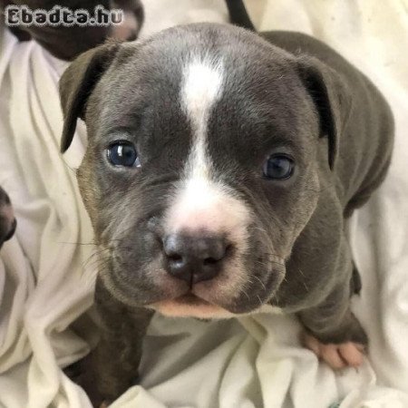 Amercan Bully Puppies