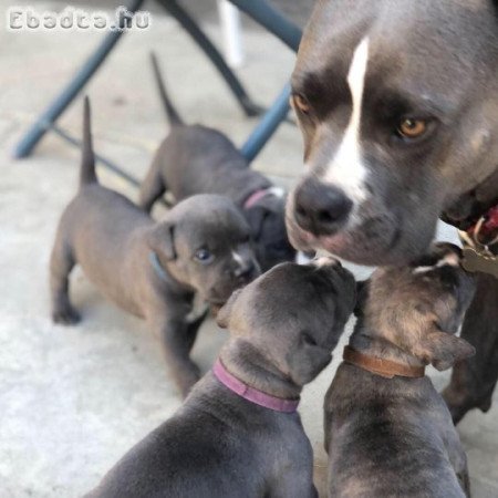 Amercan Bully Puppies