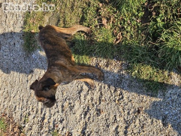 Boxer kutyusok gazdisodnának