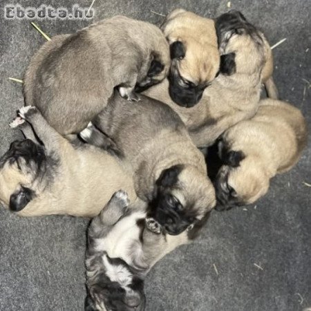 Anatolian or Kangal Puppies