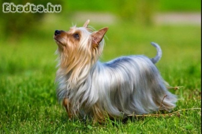 Australian Silky Terrier Puppies