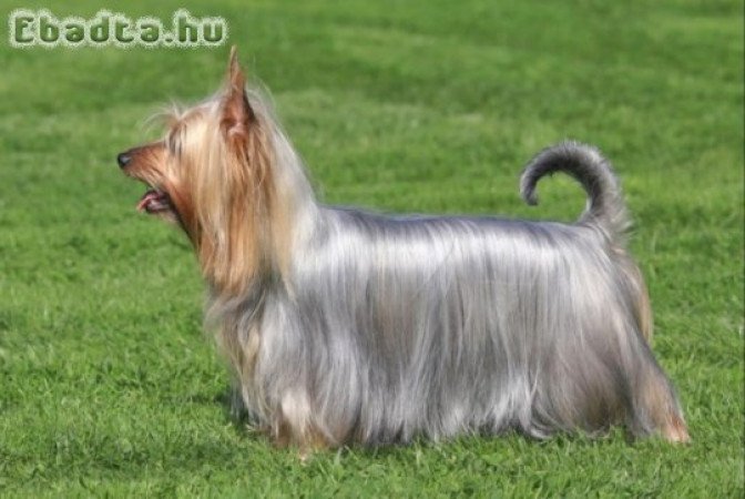 Australian Silky Terrier Puppies