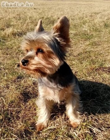 Australian Terrier Puppies
