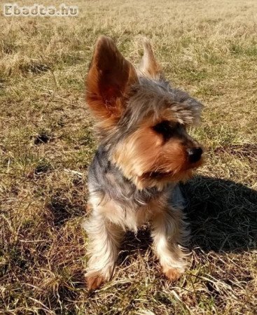 Australian Terrier Puppies