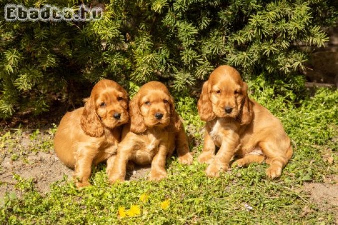 eladó angol cocker spániel