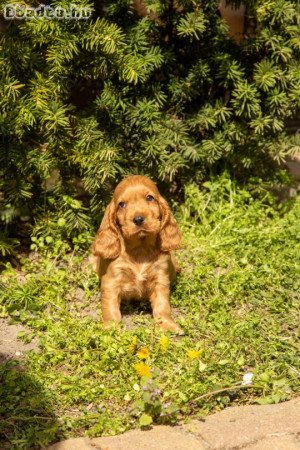 eladó angol cocker spániel