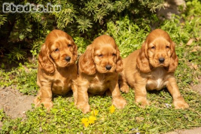 eladó angol cocker spániel
