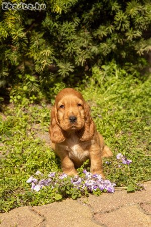 eladó angol cocker spániel