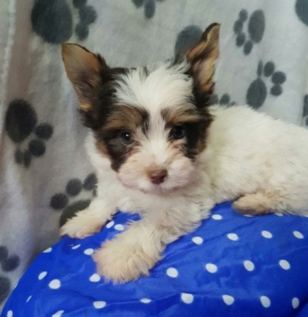 Yorkshire terrier biewer MINI