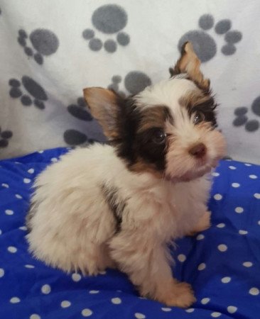 Yorkshire terrier biewer MINI