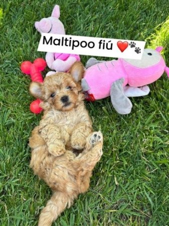 Maltipoo