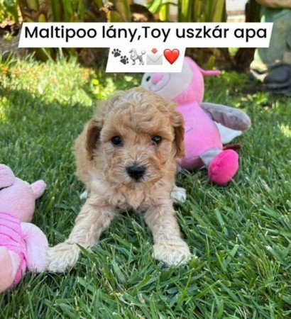 Maltipoo