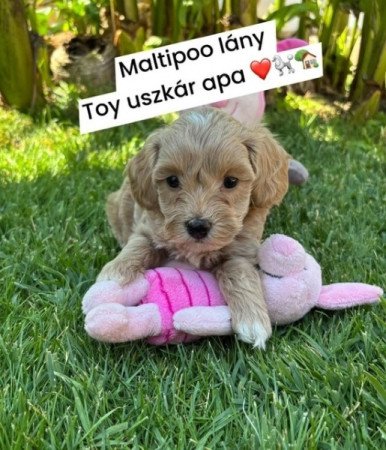 Maltipoo