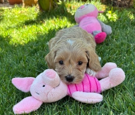 Maltipoo