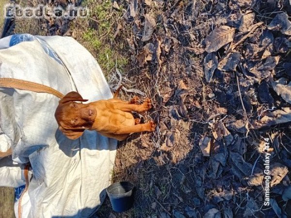 Magyarvizsla kölykök keresik szerető gazdáikat