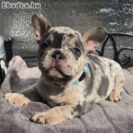 Francia bulldog kölykök