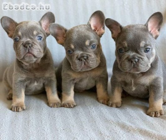 Francia bulldog kölykök
