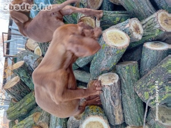 Magyarvizsla kölykök keresik szerető gazdáikat